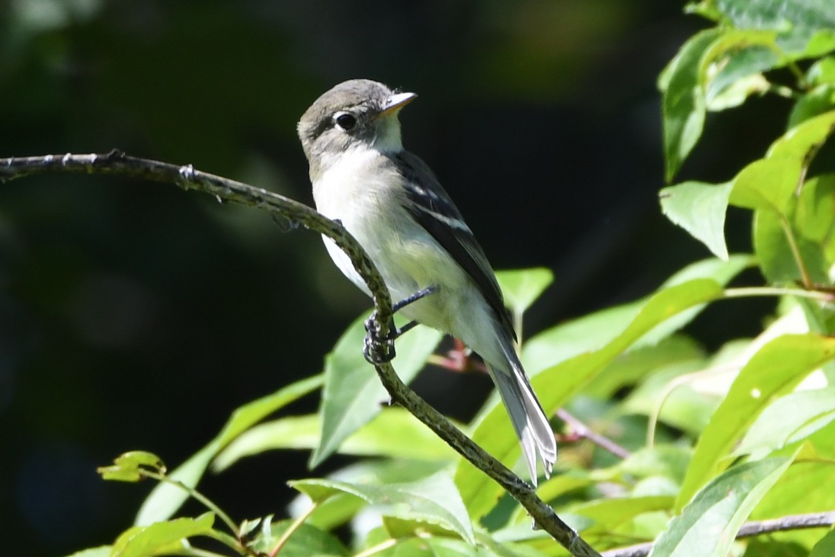 Least Flycatcher - Maha Katnani