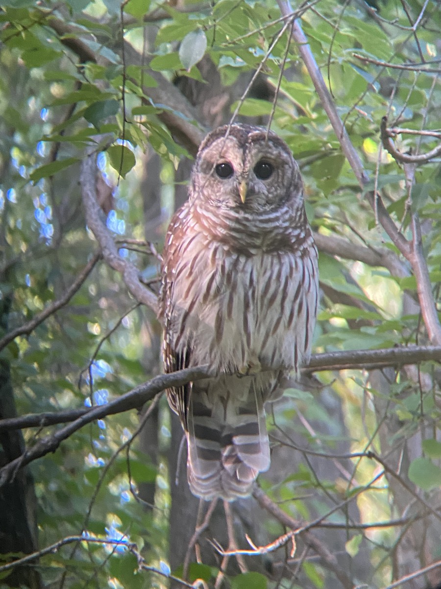 Barred Owl - ML367594681