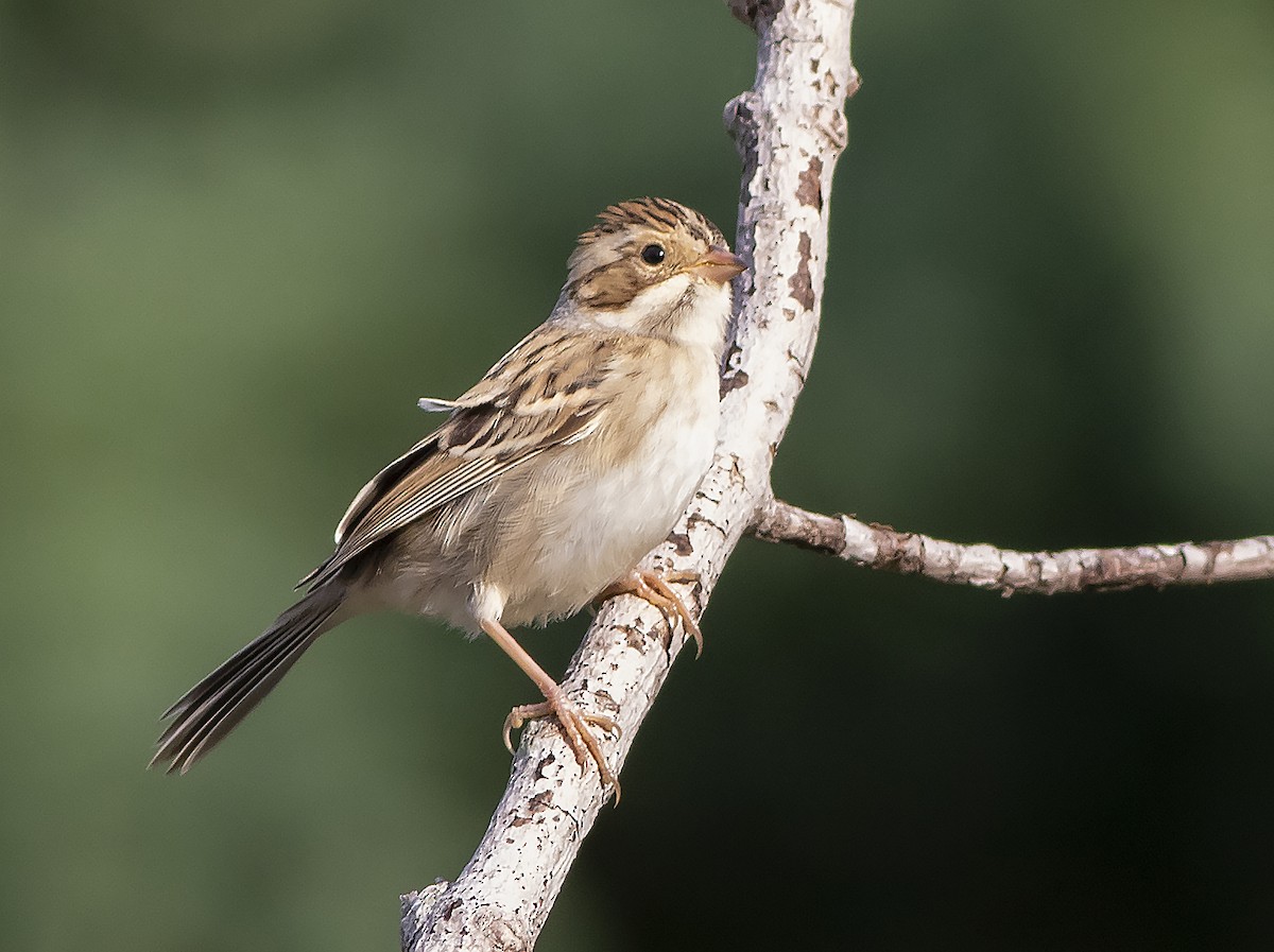 Clay-colored Sparrow - John Gluth