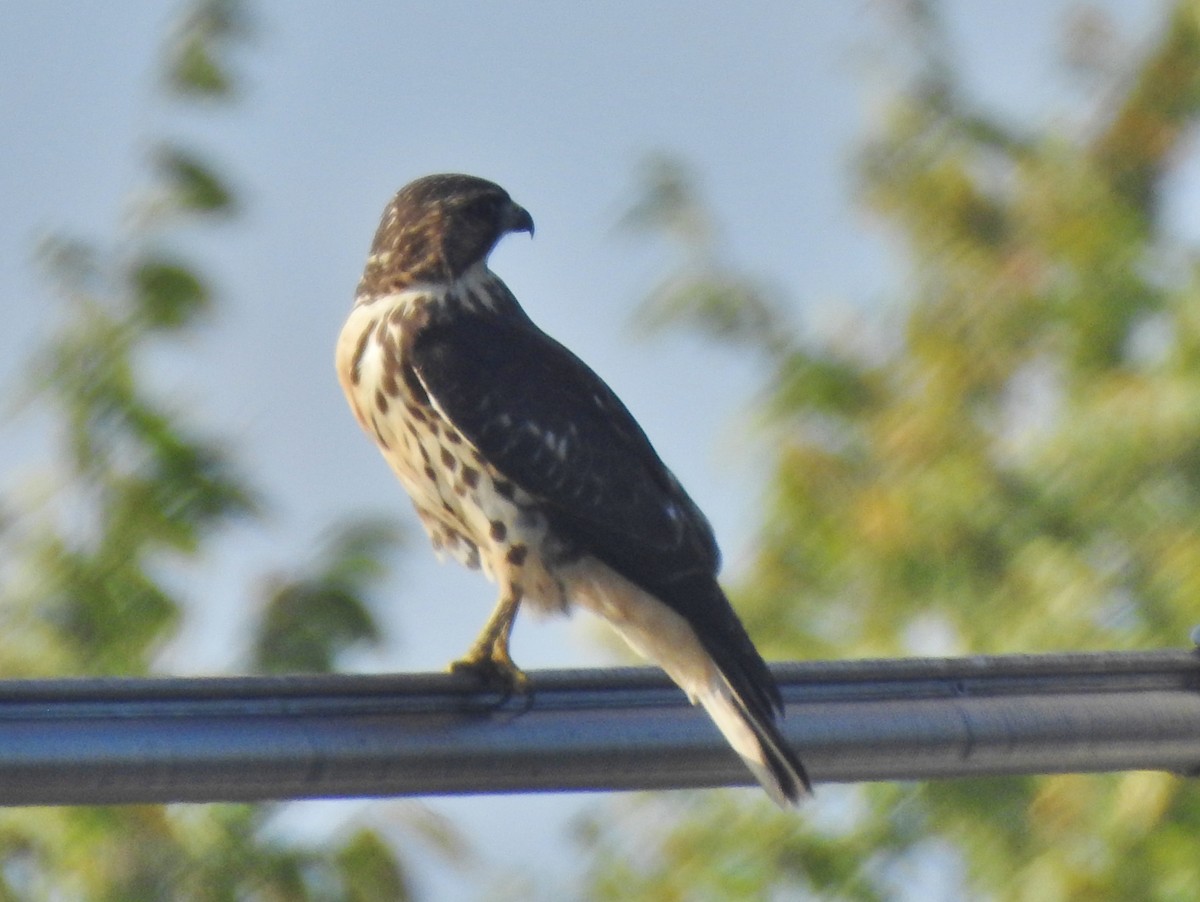 Broad-winged Hawk - ML367597531