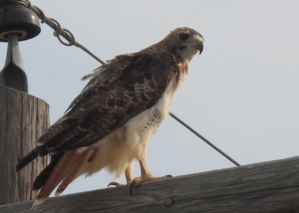 Red-tailed Hawk - ML367597601