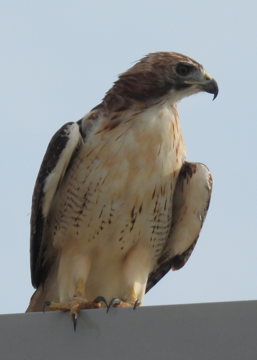 Red-tailed Hawk - ML367597611