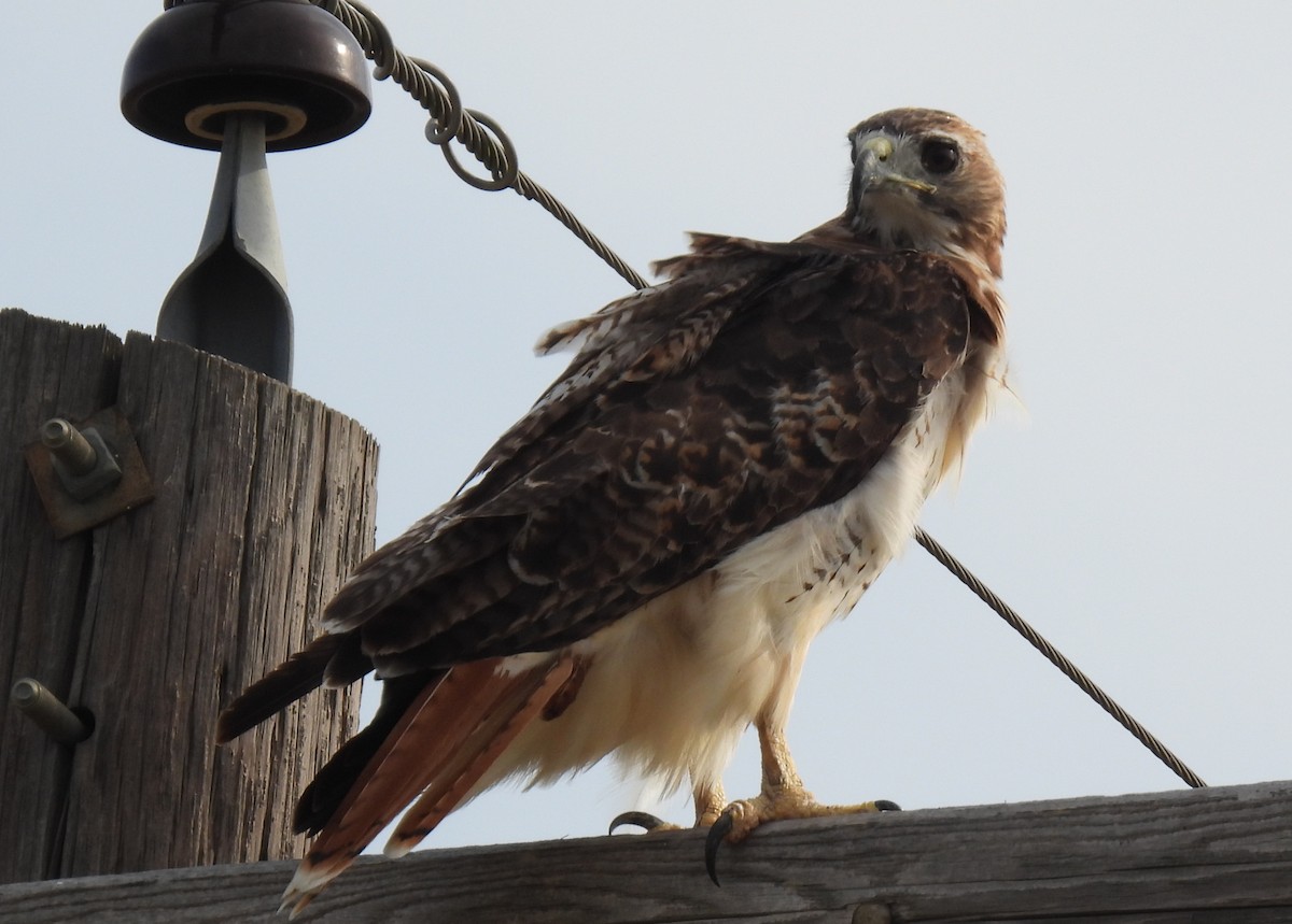Red-tailed Hawk - ML367597621
