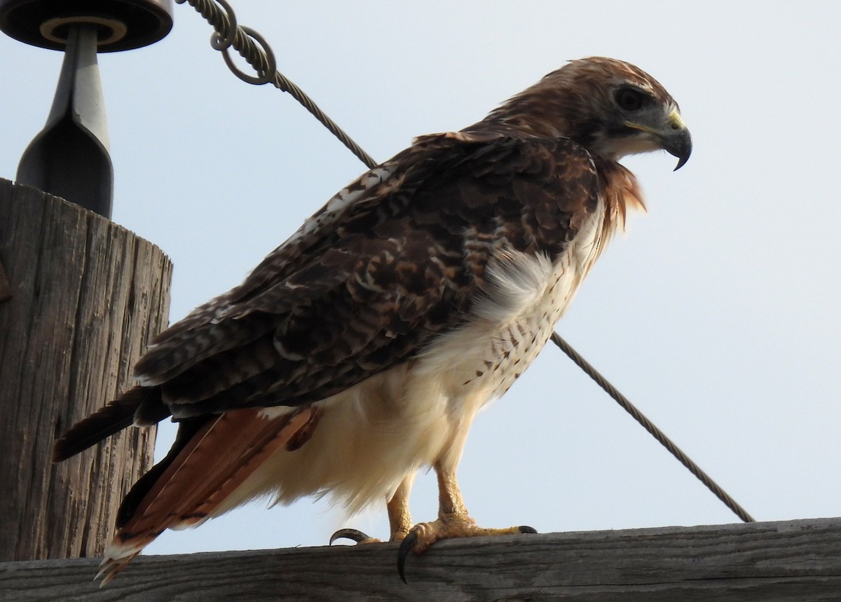 Red-tailed Hawk - ML367597641