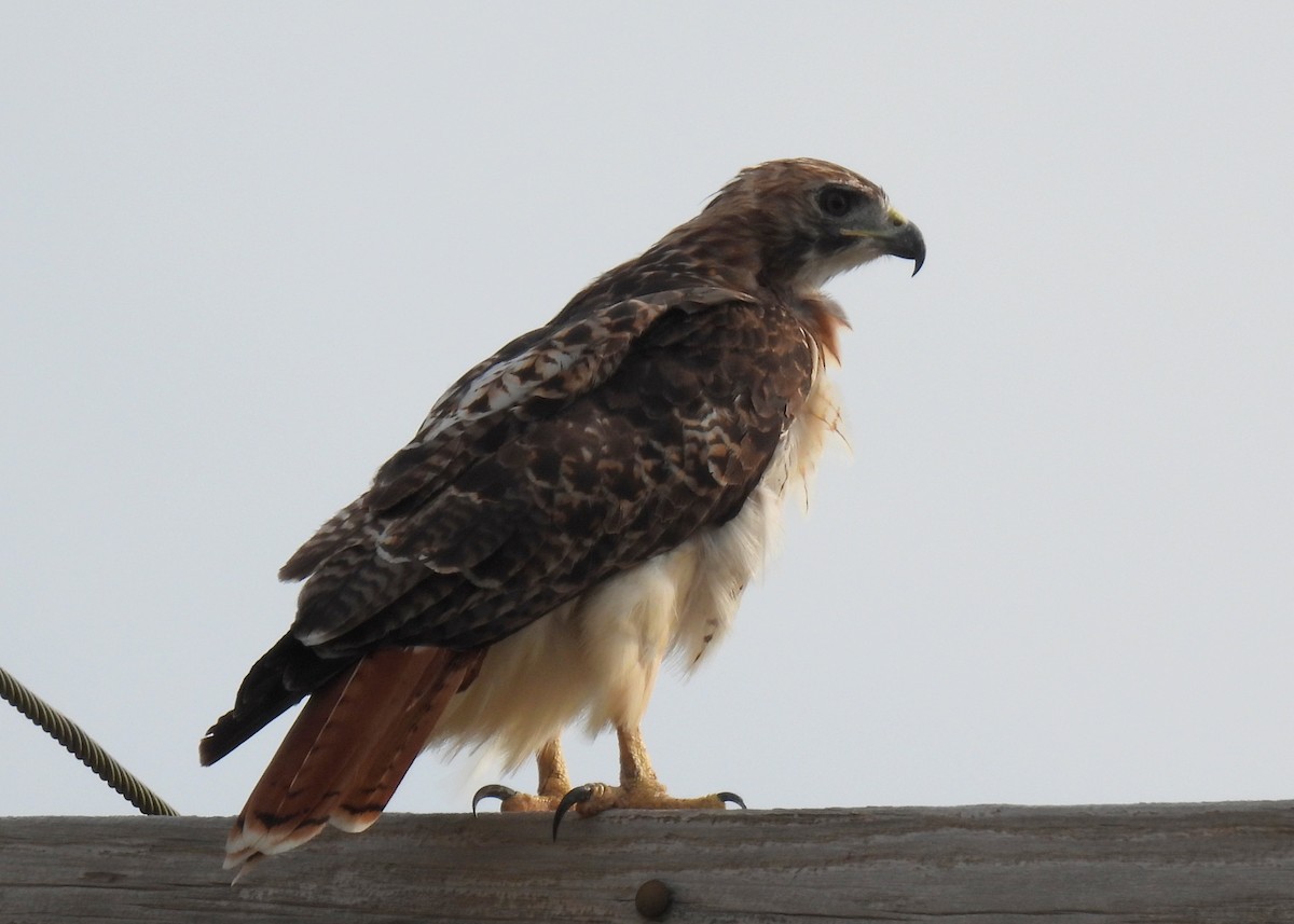 Red-tailed Hawk - ML367597651