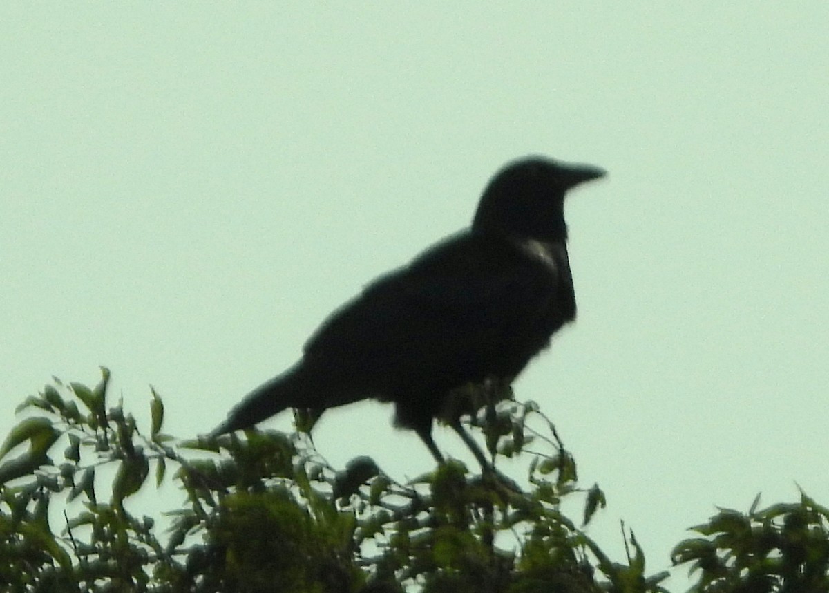 American Crow - ML367597761