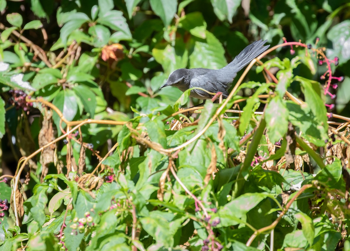 Gray Catbird - ML367599001