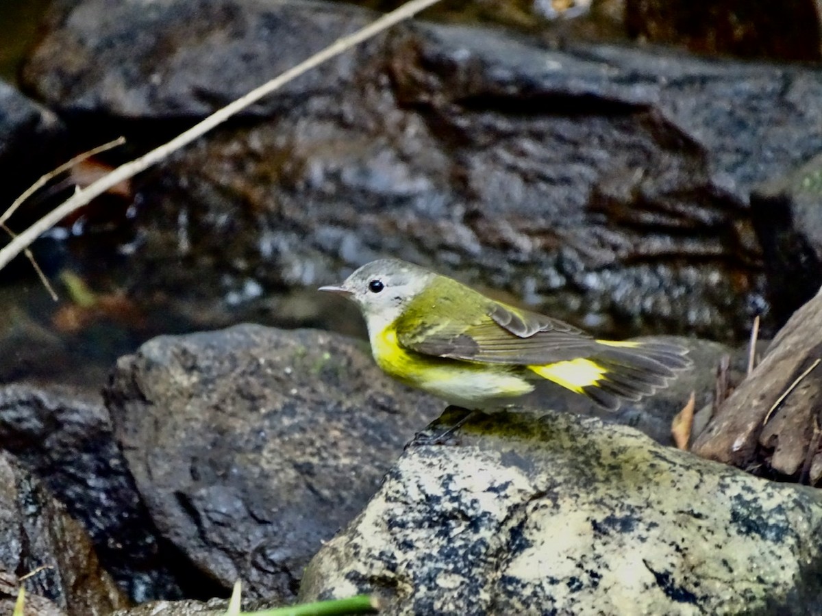 American Redstart - ML367599081