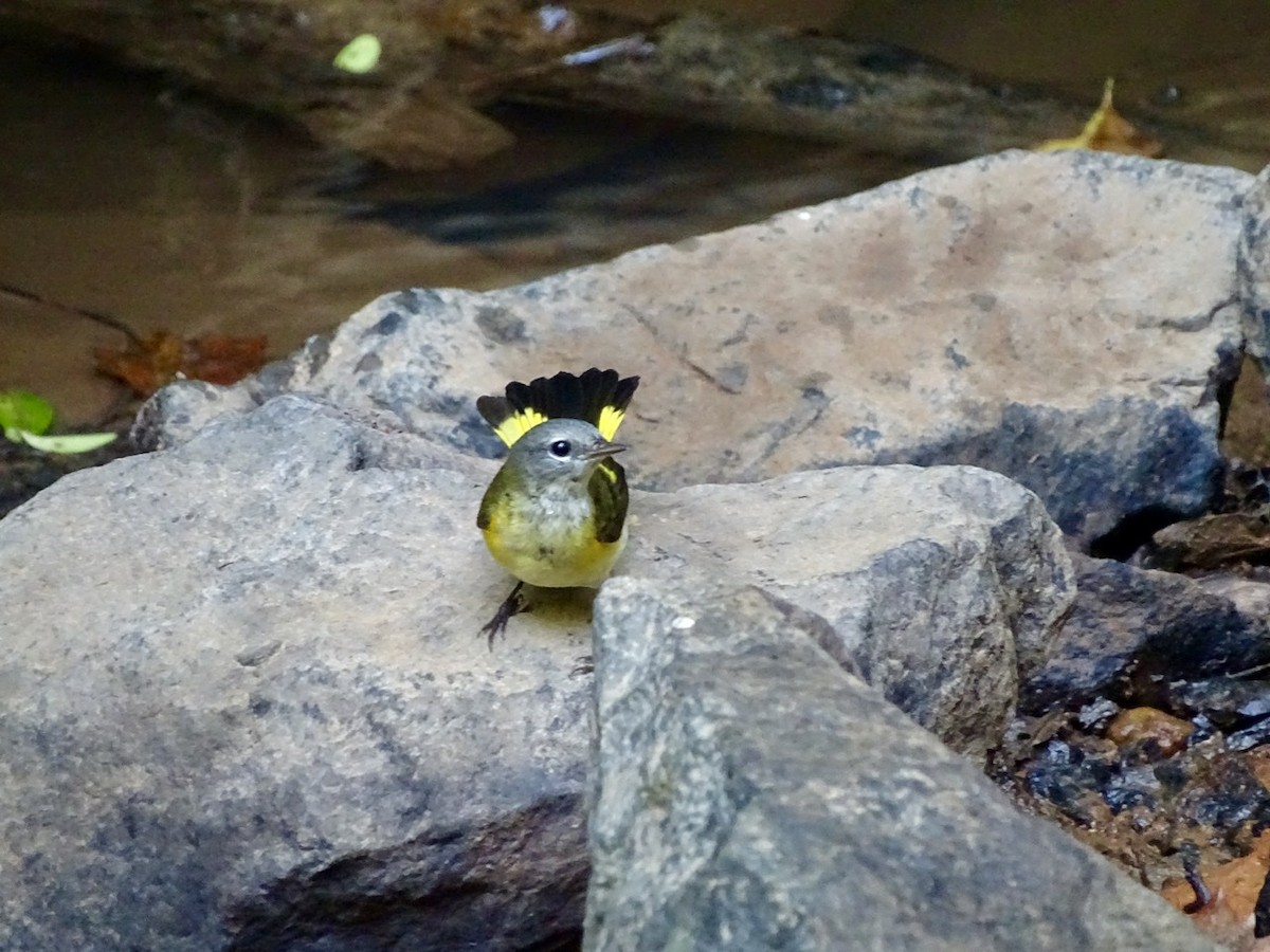 American Redstart - ML367599101