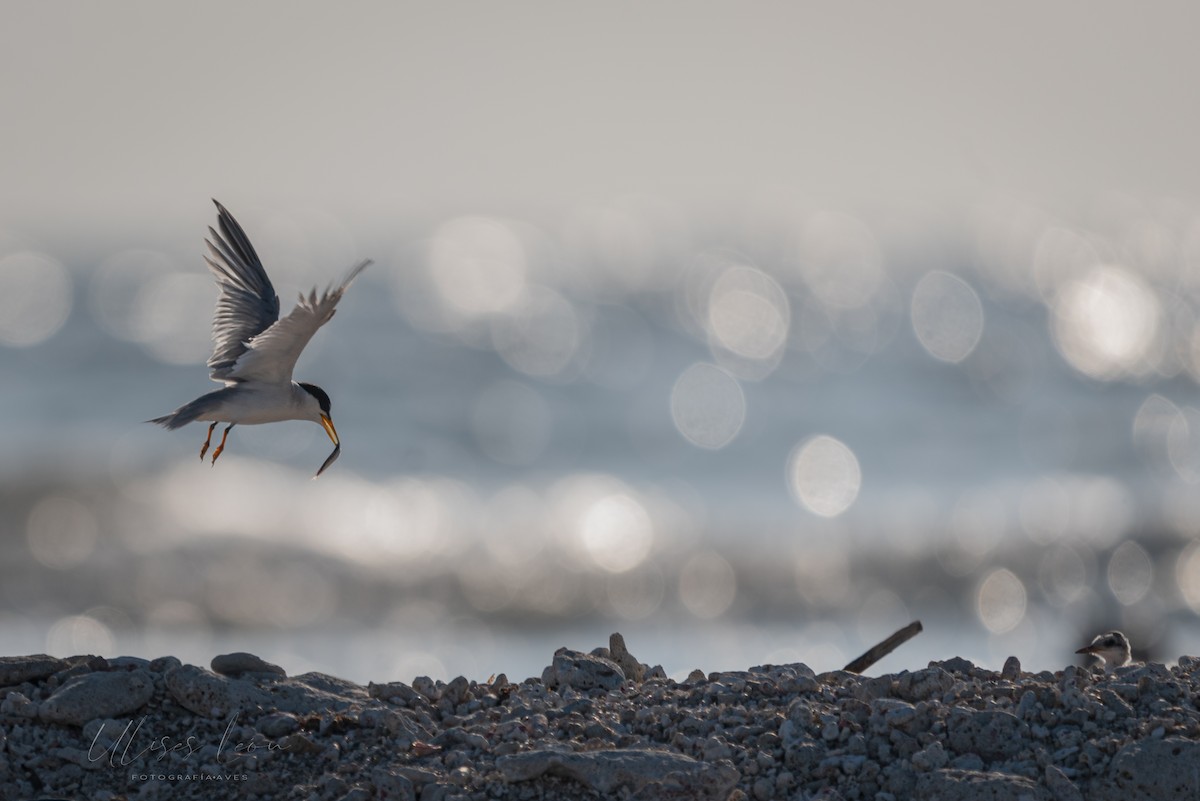 Least Tern - ML367599461