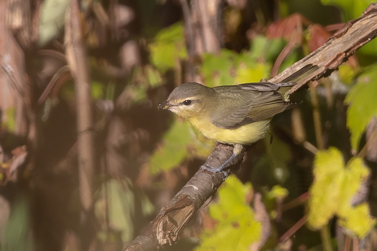 Philadelphia Vireo - ML367601131