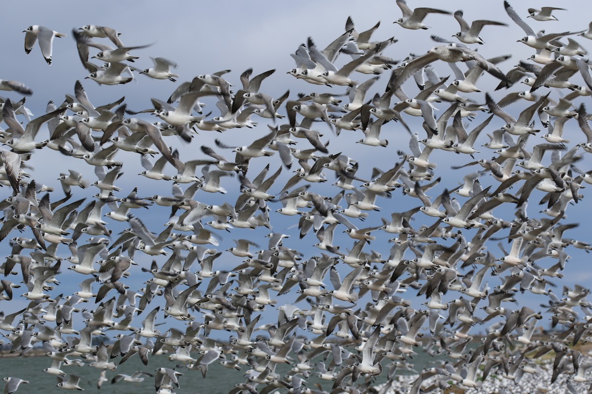 Franklin's Gull - David Lambeth