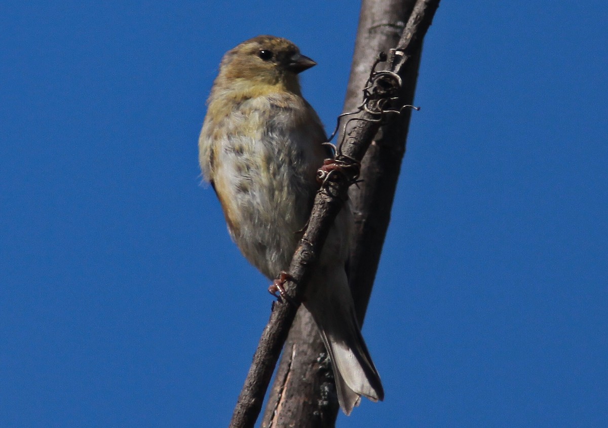 American Goldfinch - ML36760191