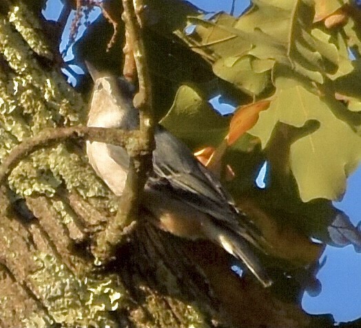 White-breasted Nuthatch - ML367602101