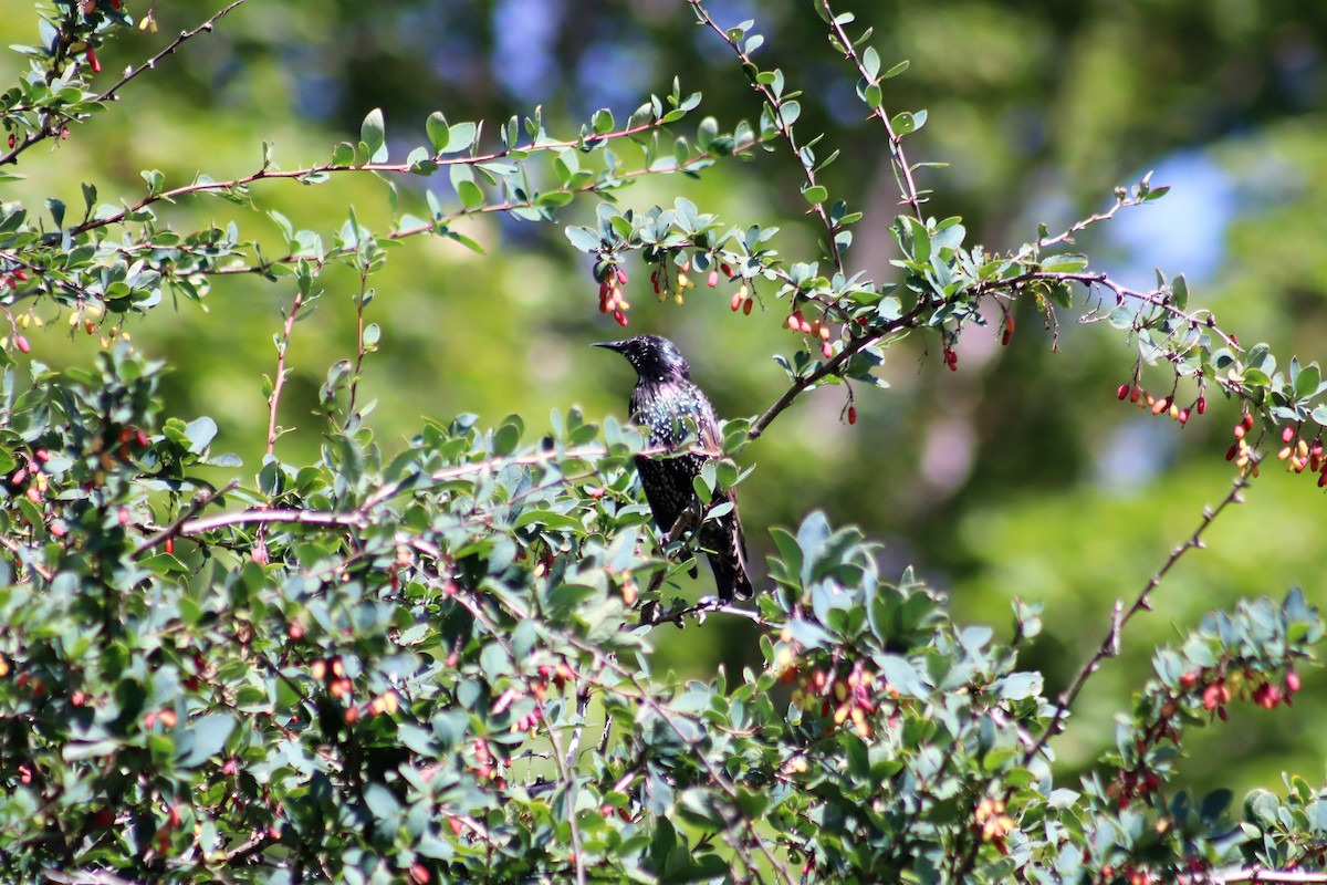 European Starling - ML367604441