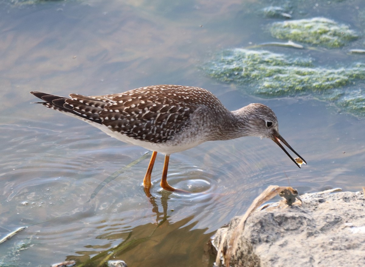 Lesser Yellowlegs - Daniel Laforce