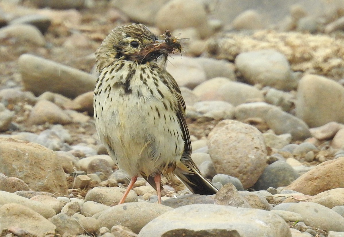 Meadow Pipit - Jean Iron