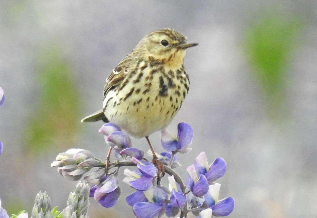 Meadow Pipit - Jean Iron