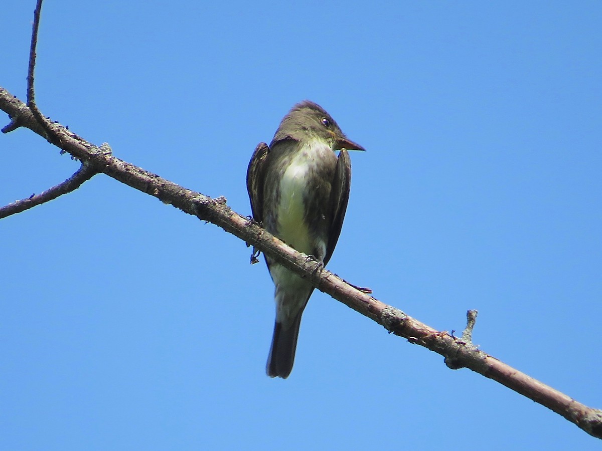 Olive-sided Flycatcher - Benjamin Murphy