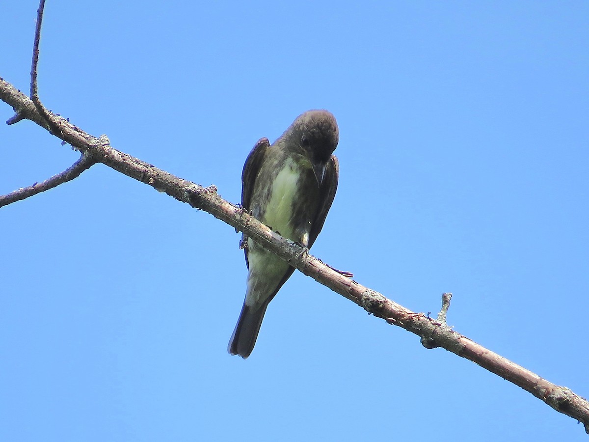 Olive-sided Flycatcher - ML367607591