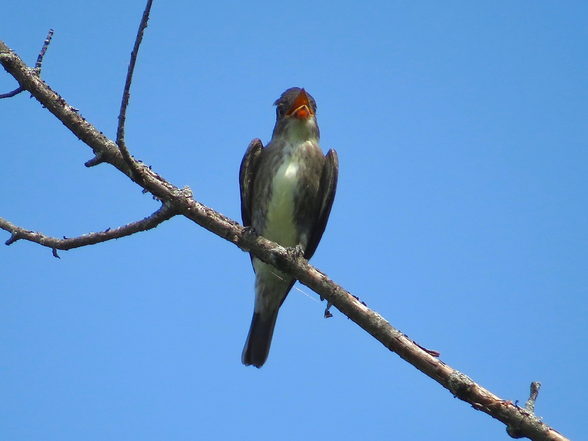 Olive-sided Flycatcher - Benjamin Murphy