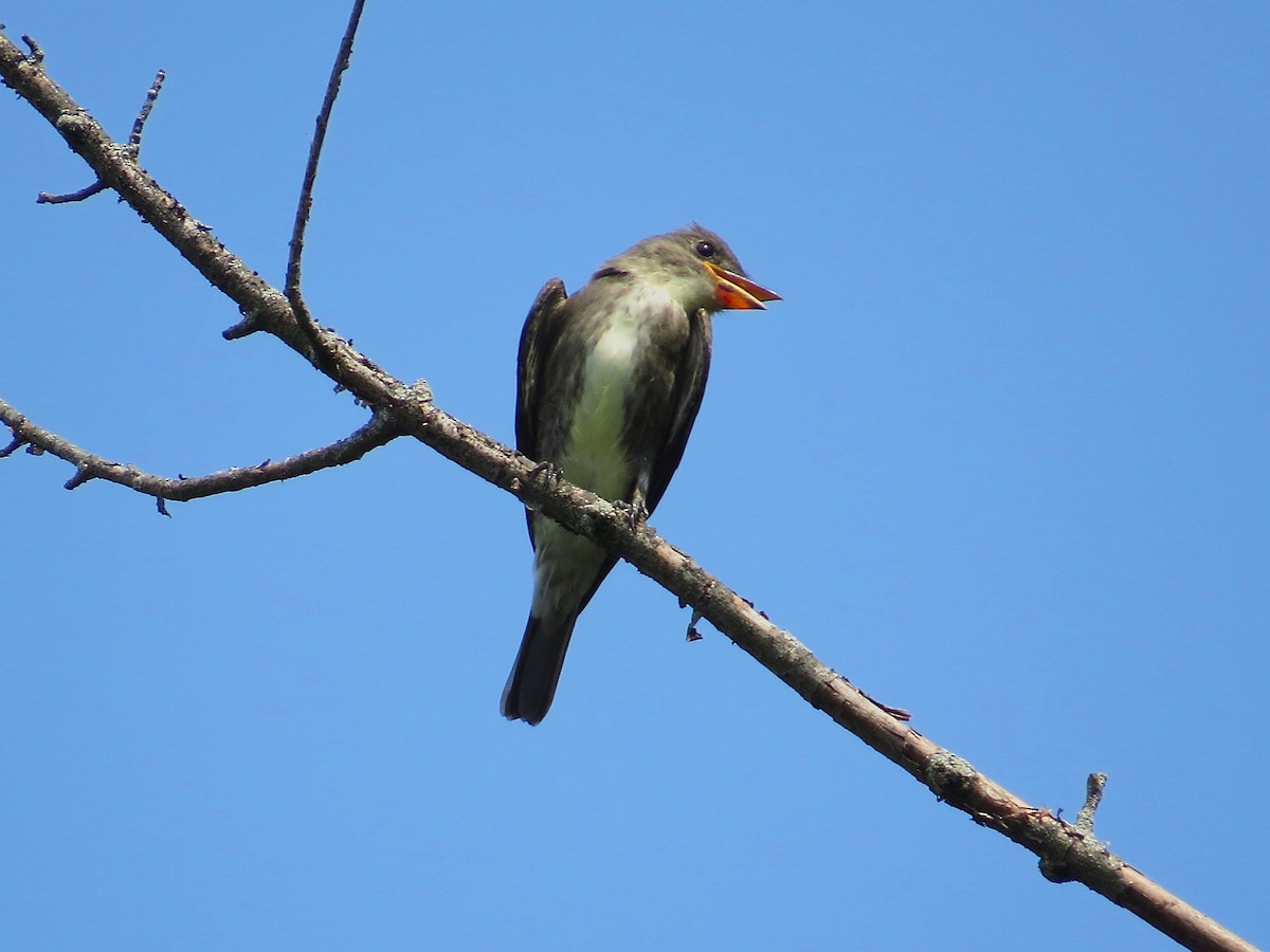 Olive-sided Flycatcher - Benjamin Murphy