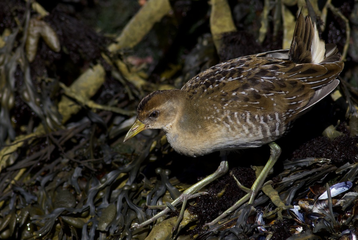 Polluela Sora - ML367607851