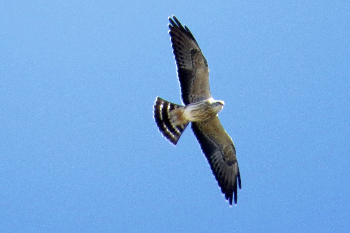 Mississippi Kite - ML36760831