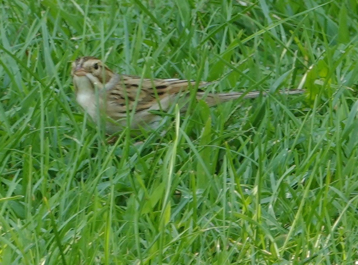 Clay-colored Sparrow - Kathleen Horn