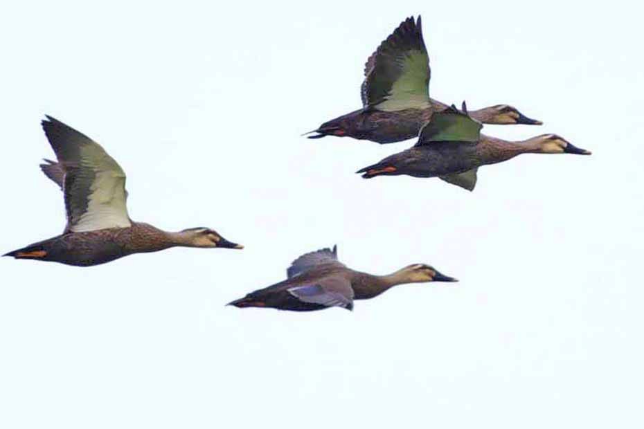 Eastern Spot-billed Duck - ML367612631