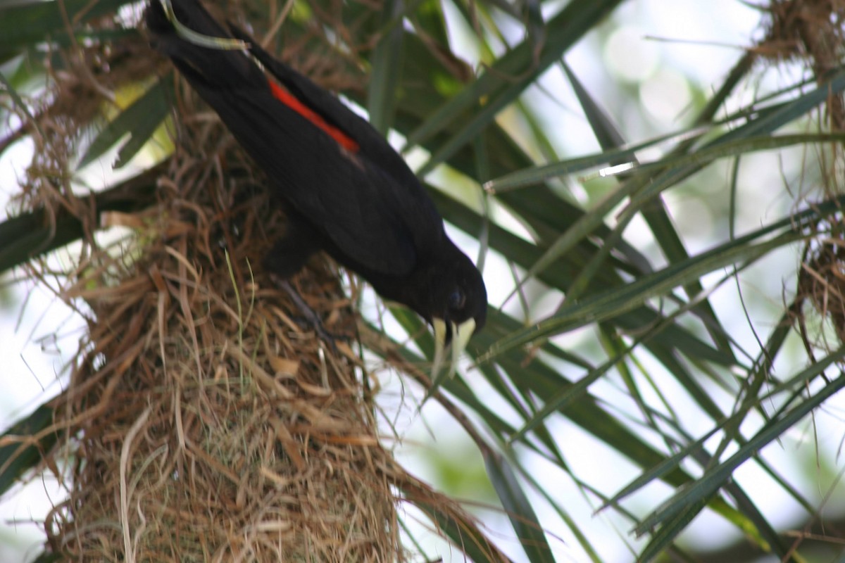 Red-rumped Cacique - ML367612891