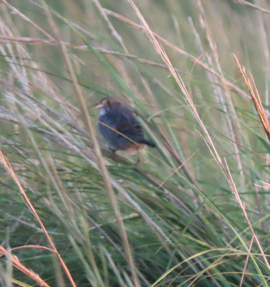 Seaside Sparrow - ML367612991
