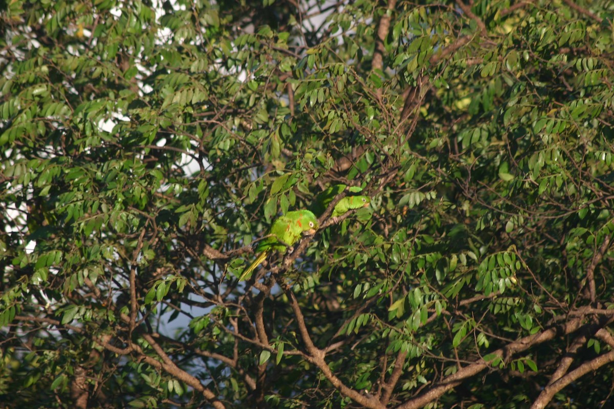 White-eyed Parakeet - ML367613001