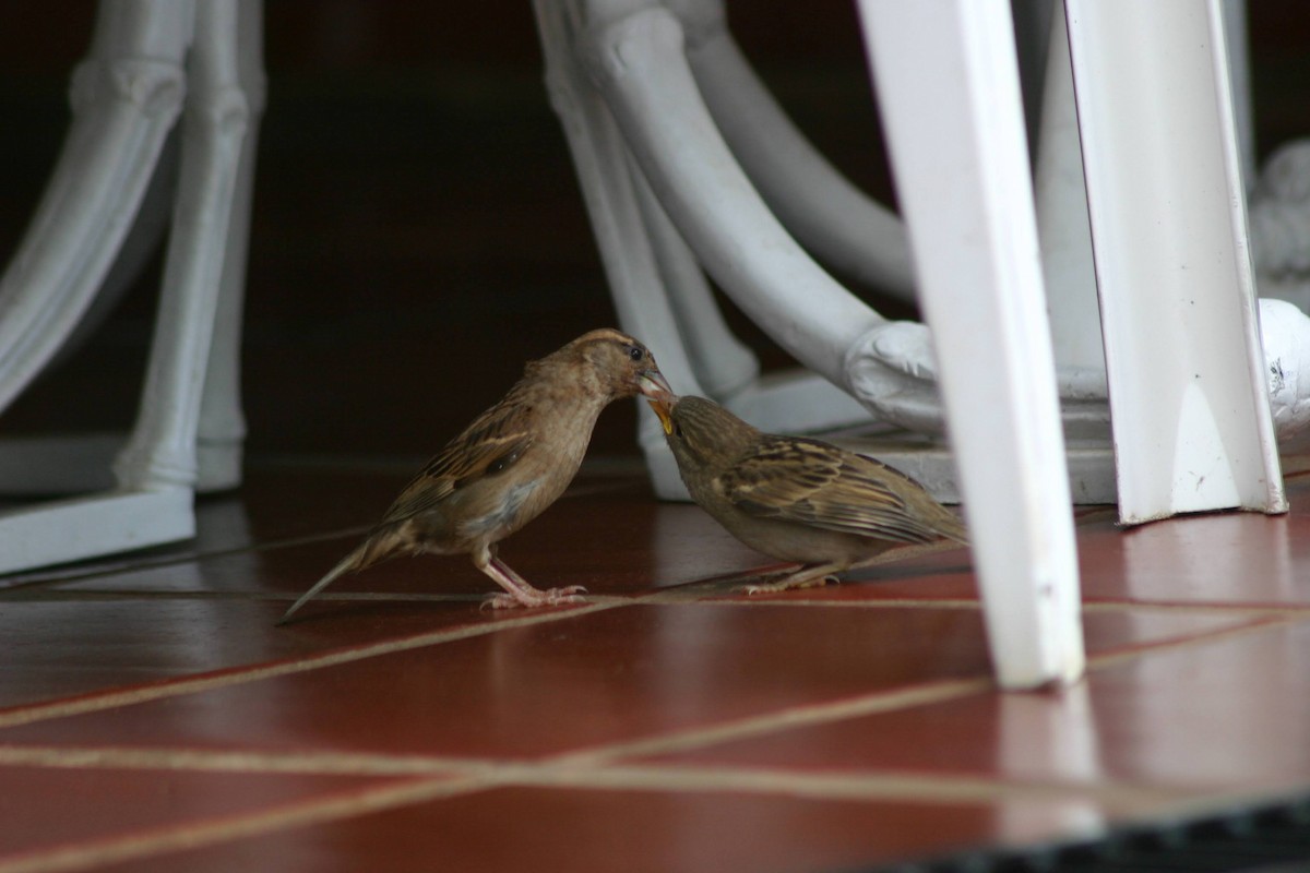 House Sparrow - ML367613791