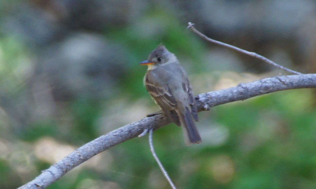 Greater Pewee - ML367613991