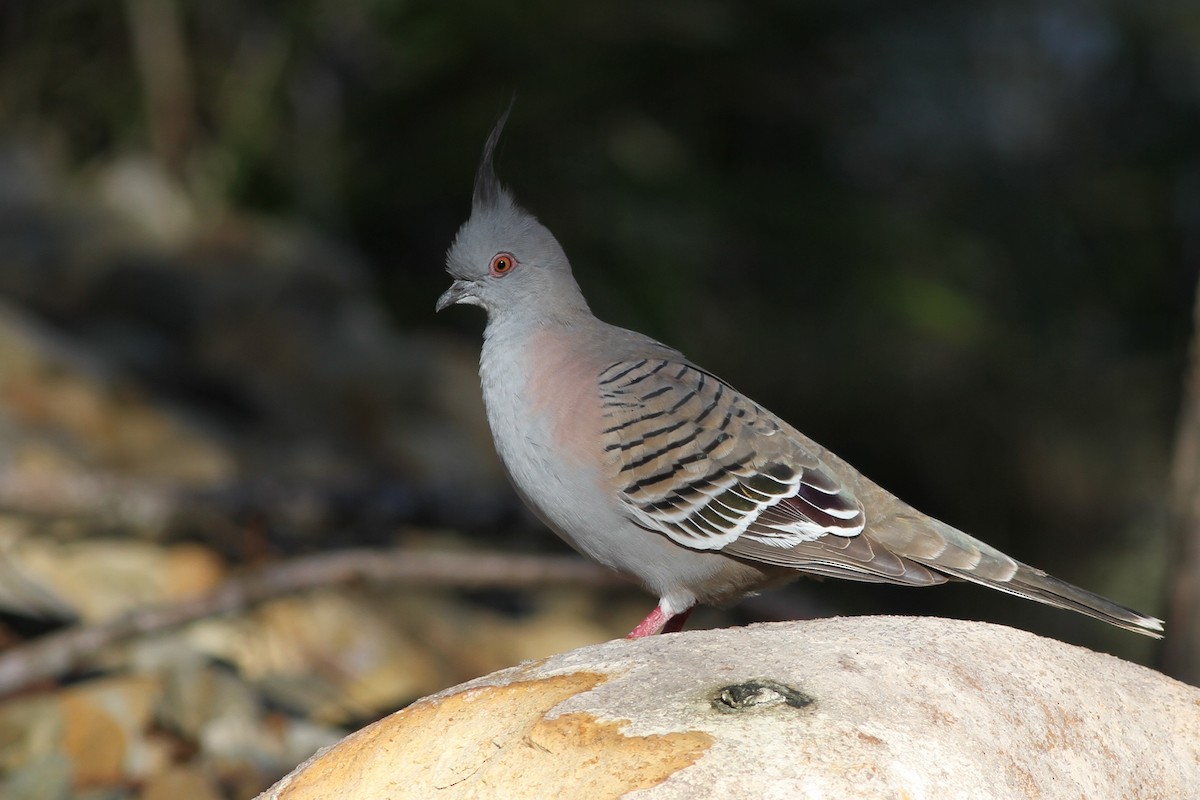 Crested Pigeon - Chris Wiley