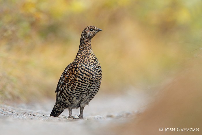 Spruce Grouse - ML36761411