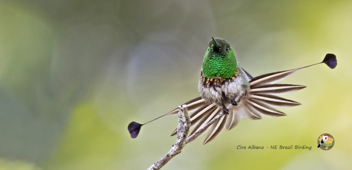 Racket-tipped Thorntail - Ciro Albano / Brazil Birding Experts