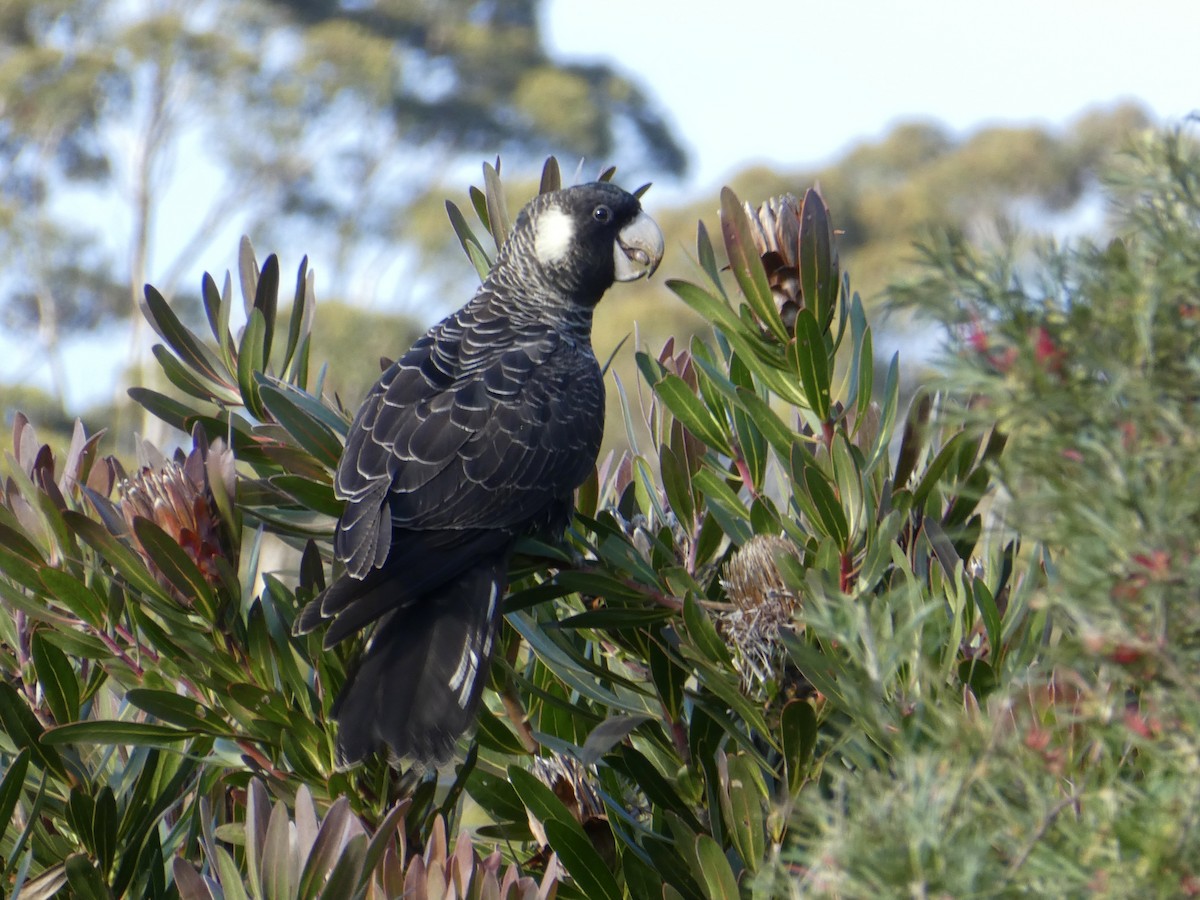 Baudin's Black-Cockatoo - ML367615191