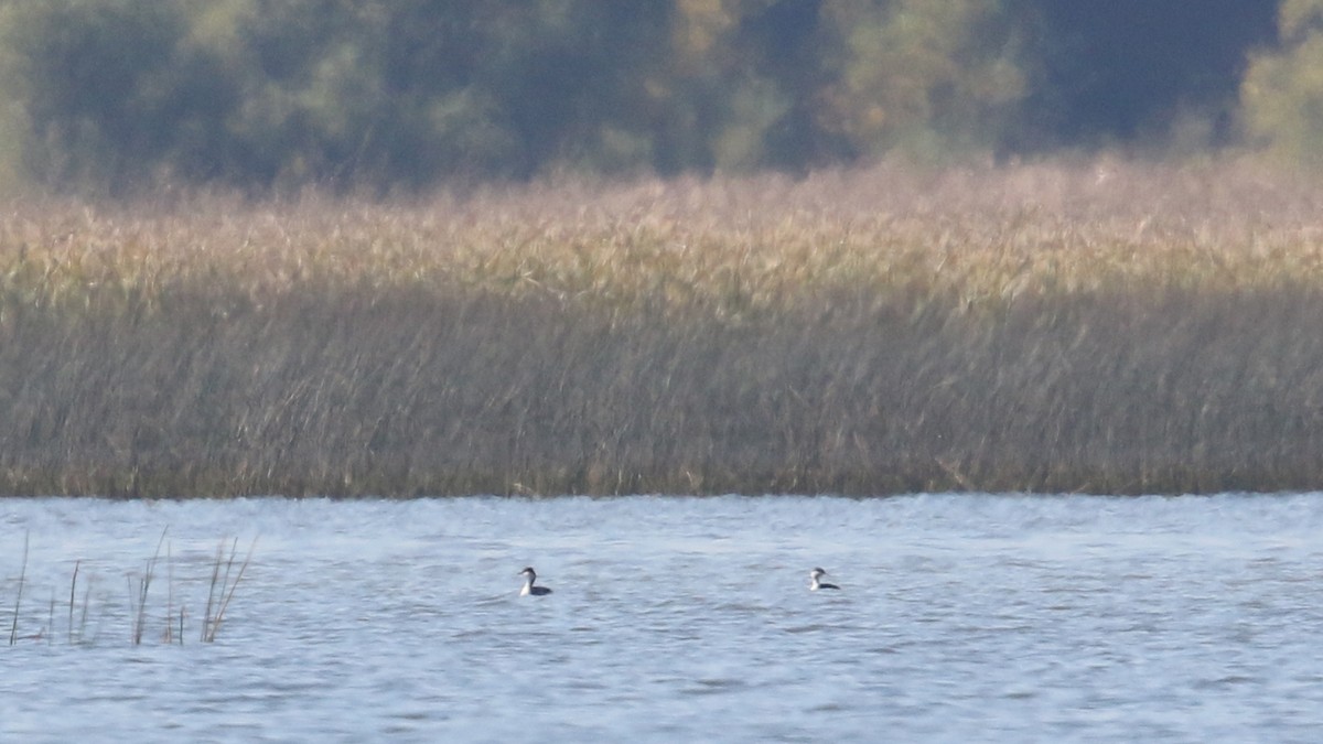 Horned Grebe - ML36761581