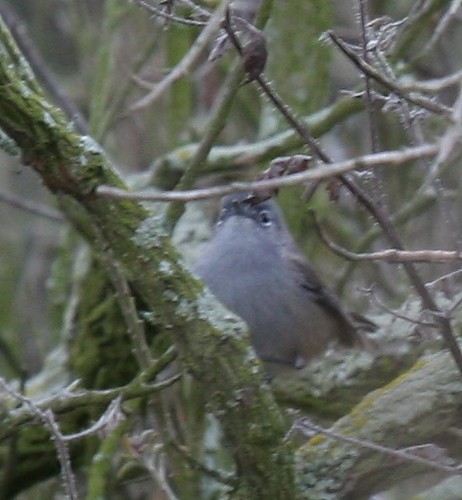 California Gnatcatcher - ML367616891