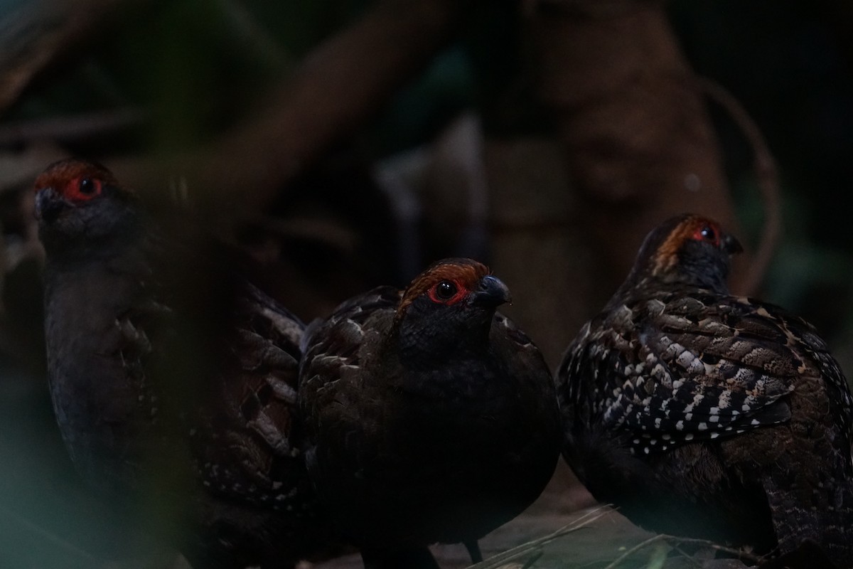 Spot-winged Wood-Quail - ML367618171