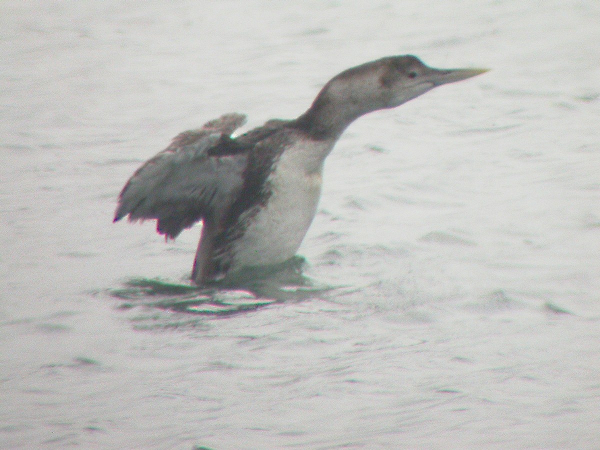 Yellow-billed Loon - ML36761861