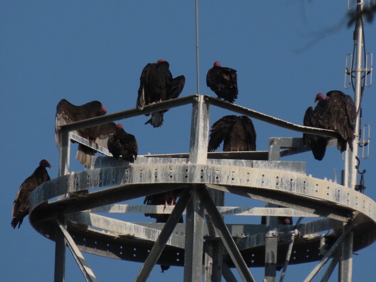 Turkey Vulture - ML367618741