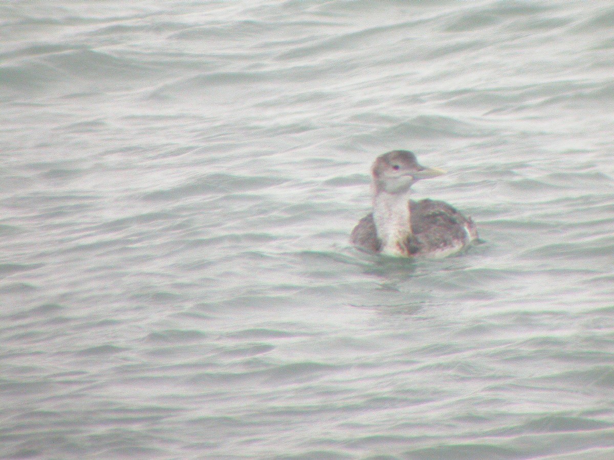 Yellow-billed Loon - ML36761881