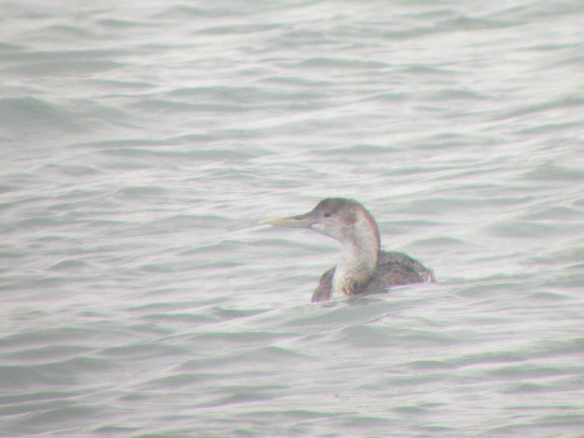 Yellow-billed Loon - ML36761891