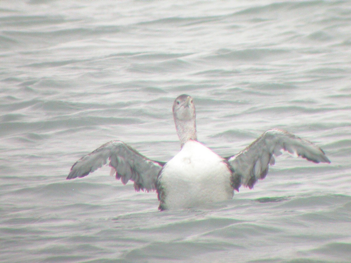 Yellow-billed Loon - ML36761901
