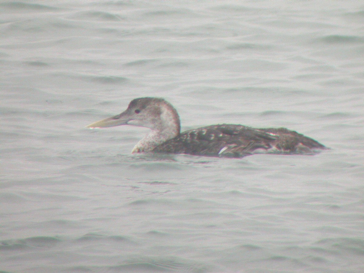 Yellow-billed Loon - ML36761941