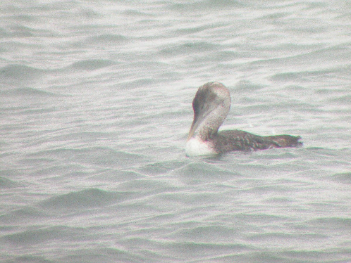 Yellow-billed Loon - ML36761961