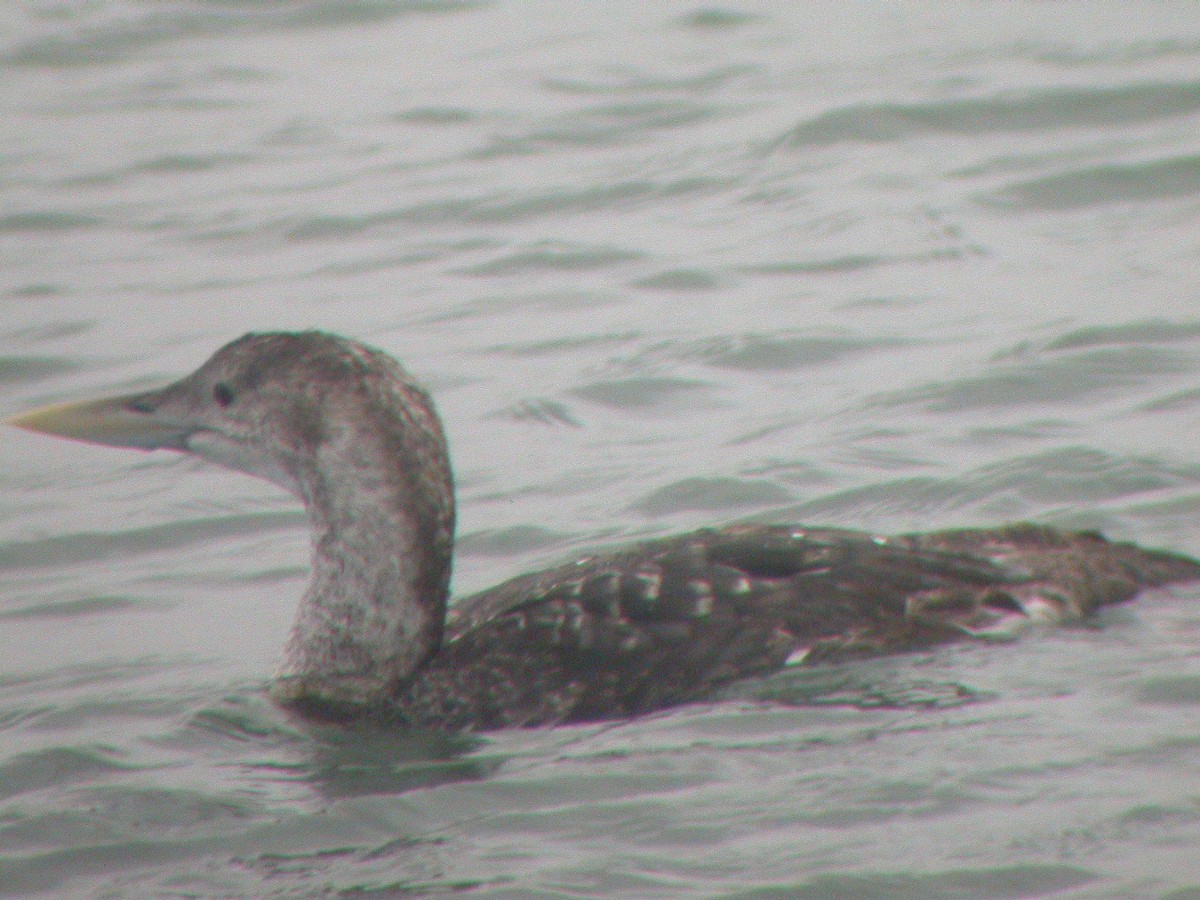 Yellow-billed Loon - ML36761971